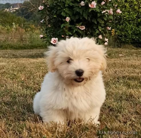 chiot coton tuléar femelle et mâle adoptez