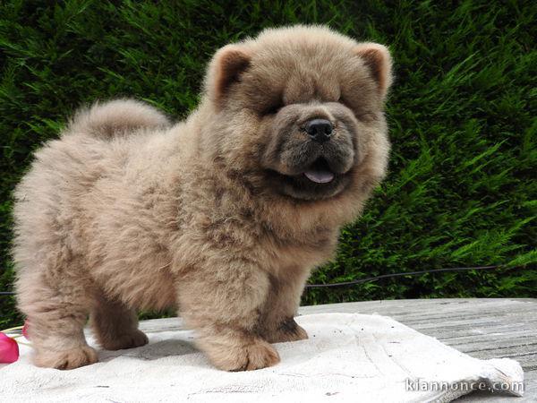 chiot chow chow a donner