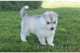 chiot husky trois mois