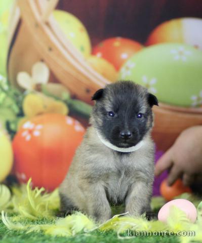 Magnifique et adorable chiot berger belge