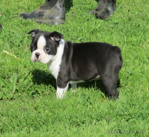 Magnifique et adorable chiot boston terrier