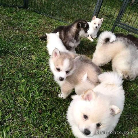 Donne contre bon soin les chiots de race husky sibérien 