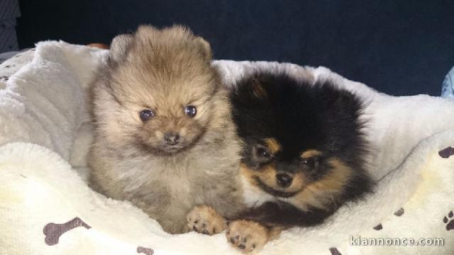 chiot spitz-spitz-nain-pomeranie trois mois