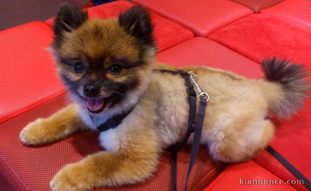 chiot spitz-spitz-nain-pomeranie