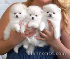 chiot spitz-spitz-nain-pomeranie