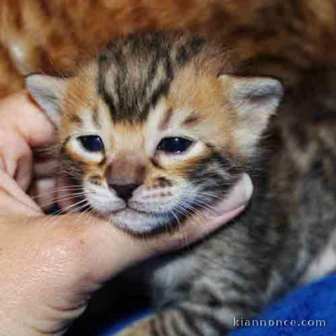 Chatons Bengal loof disponible de suite