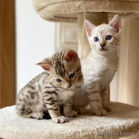 Chaton bengal a donner