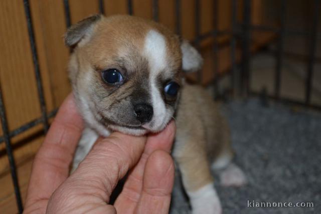 Chiot Type Chihuahua femelle à donner
