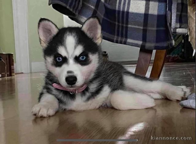 chiots pomsky a Donner