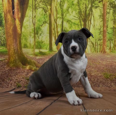 Magnifique et adorable chiot american staffordshire terrier 