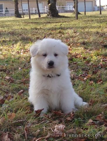 Magnifique et adorable chiot berger blanc suisse