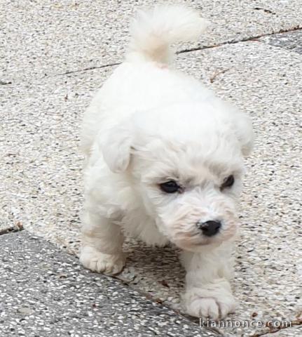 Magnifique et adorable chiot bichon frisé