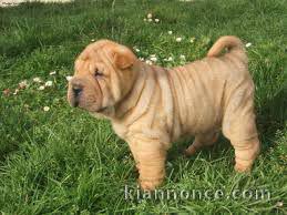 Magnifique et adorable chiot shar-pei 