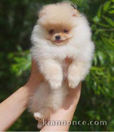 Magnifique et adorable chiot spitz nain 