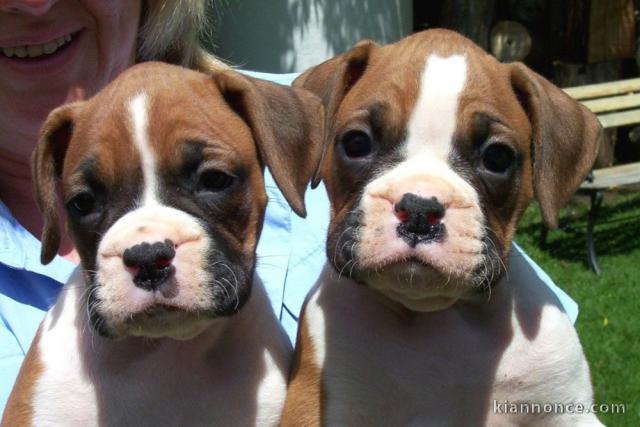 Adorables chiots boxer lof 