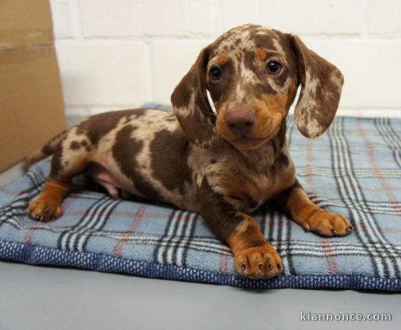 Magnifique et adorable chiot teckel