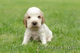 chiot coton de tulear trois mois