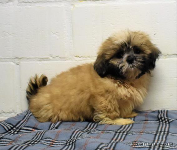 chiot shih-tzu trois mois