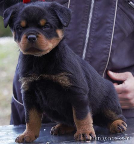 chiot rottweiler trois mois