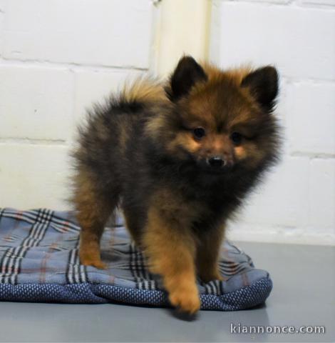 chiot spitz-spitz-nain-pomeranie trois mois