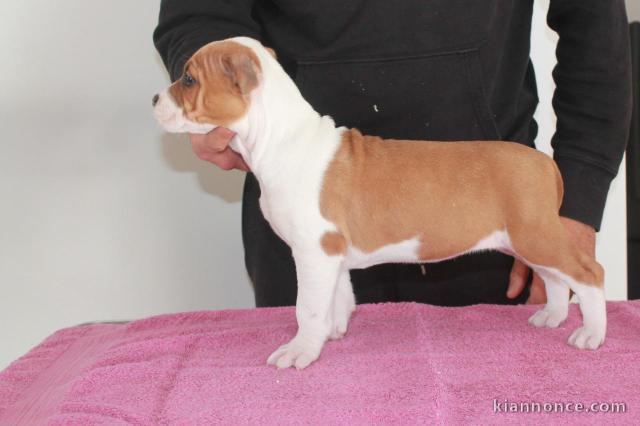 chiot American staffordshire terrier trois mois