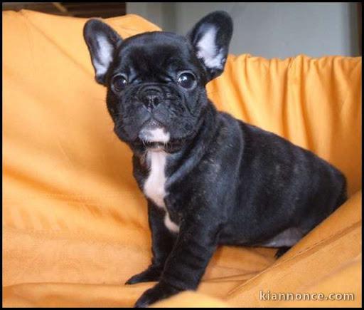 chiot bouledogue anglais trois mois