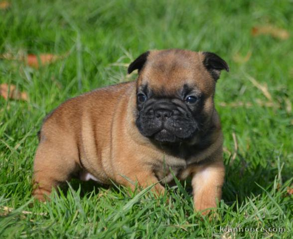 chiot bouledogue anglais trois mois