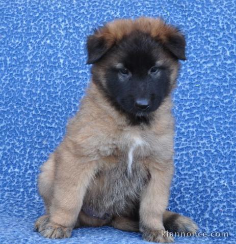 Magnifique et adorable chiot berger belge