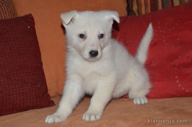 Magnifique et adorable chiot berger blanc suisse