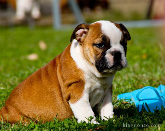 Magnifique et adorable chiot bulldog anglais 