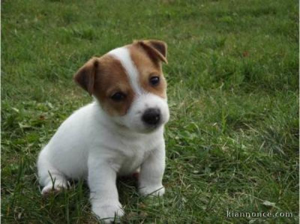 Magnifique et adorable chiot jack russell 