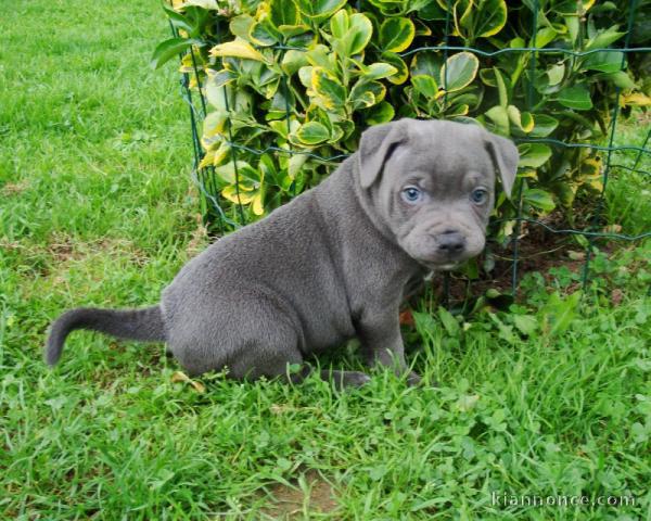 Magnifique et adorable chiot american stafforshire bull terrier