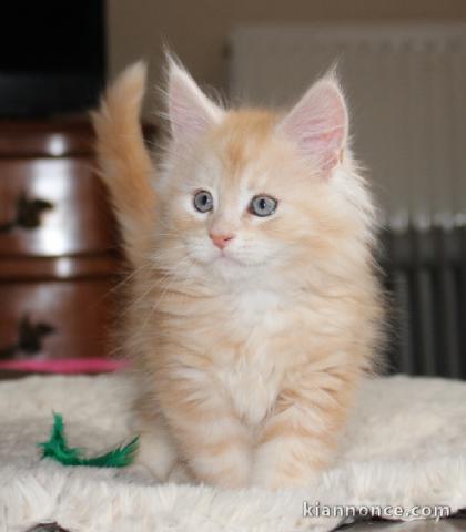 adoption magnifique chaton Maine Coon âgé de 3 mois