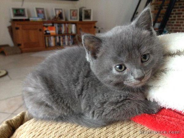 adoption magnifique chaton Chartreux âgé de 3 mois