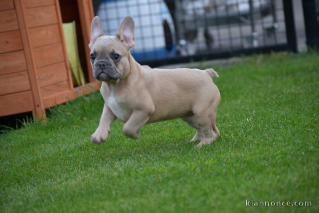 Je donne chiot bouledogue français femelle lof