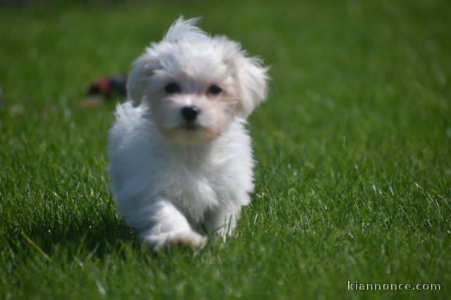 Donnes chiot-bichon-maltais-femelle-vaccinée