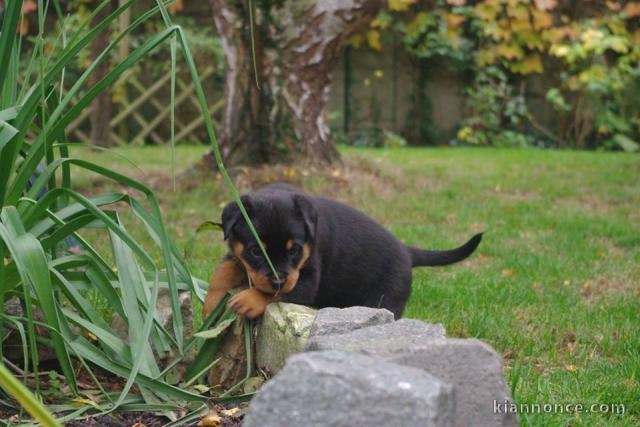 Superbe Rottweiler a donner  