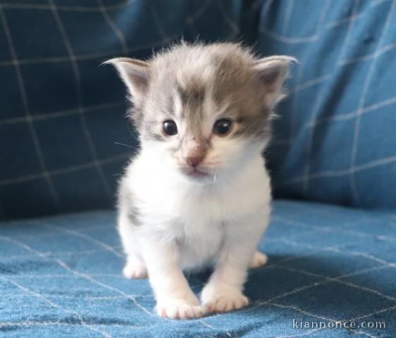 chaton Norvégien âgé de 3 mois