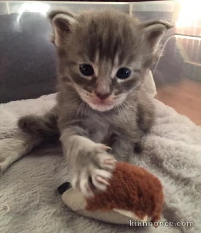chaton Maine Coon âgé de 3 mois