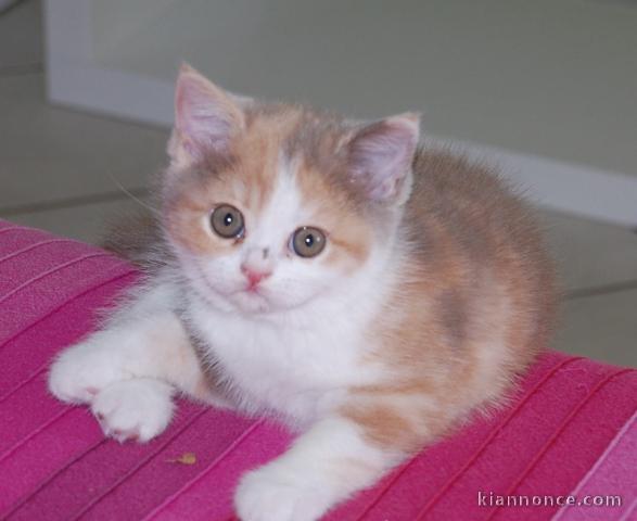 chaton British Shorthair âgés de 3 mois