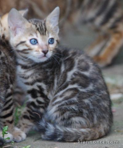 chaton Bengal âgés de 3 mois