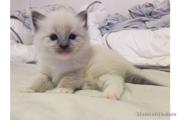 chaton ragdoll âgés de 3 mois