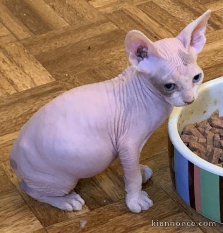 chaton sphynx âgés de 3 mois