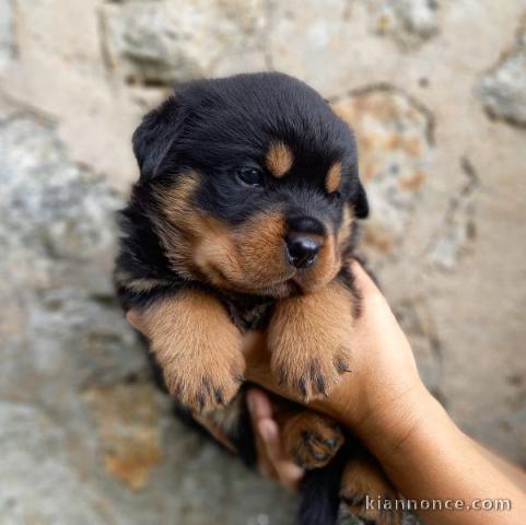 Magnifique chiots Rottweiler lof