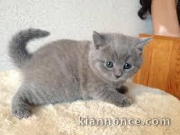 adoption magnifique chaton Chartreux âgé de 3 mois