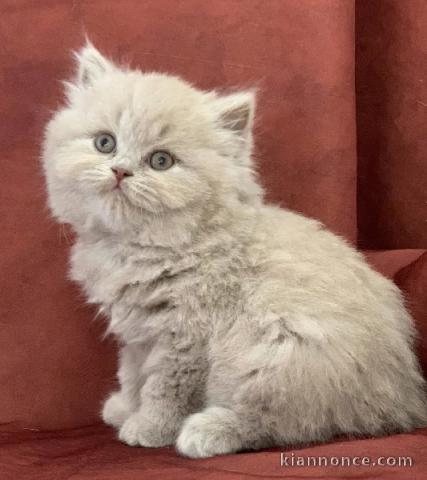  adoption magnifiques chaton British Shorthair âgés de 3 mois