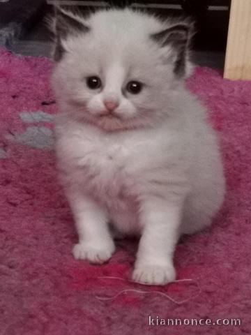 adoption magnifiques chaton ragdoll âgés de 3 mois