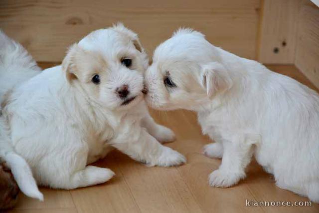 Donne chiot type Caniche 