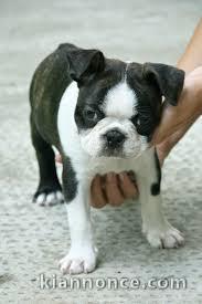 Donne chiot type  Boston terrier,