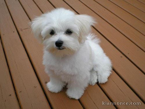 Donne chiot type Bichon Maltais